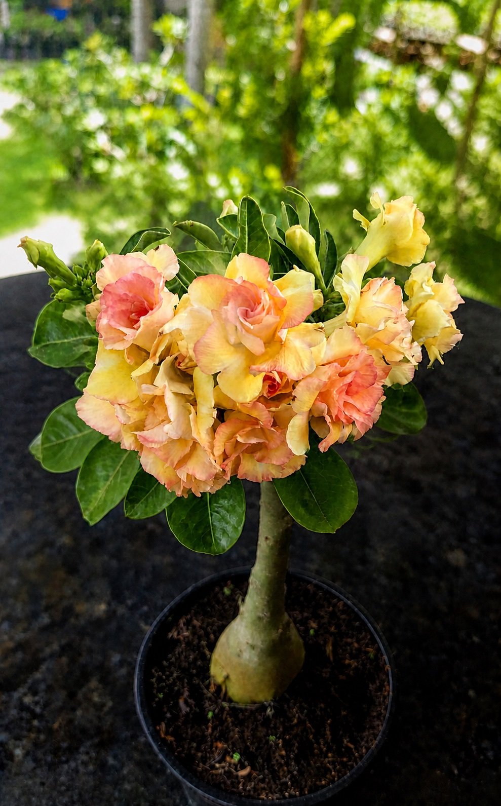 Rosa-do-deserto amarela e salmão cultivada em vaso