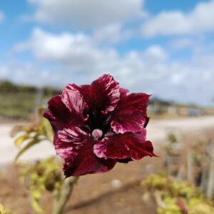 Black Hole Rosa do Deserto