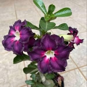Berinjela Rosa do Deserto