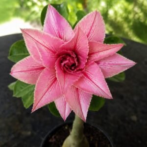 Rosa do Deserto Liberty (RC115)