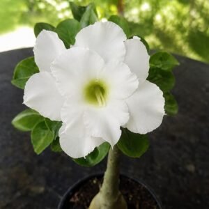 Rosa do Deserto Swazicum White