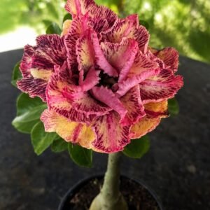 Rosa do Deserto Triple Wish III