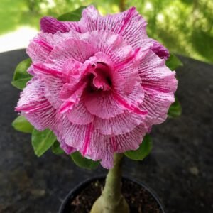 Rosa do Deserto Ultra Violet