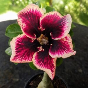 Rosa do Deserto Grape Essence