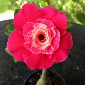 Rosa do Deserto LM 913