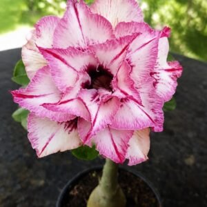 Rosa do Deserto Lily