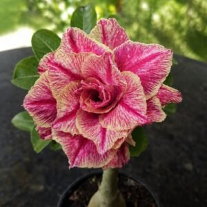 Rosa do Deserto Kr 54