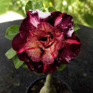 Rosa do Deserto Godiva