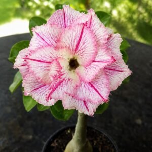 Rosa do Deserto Rei Davi 2