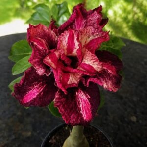 Rosa do Deserto Samba