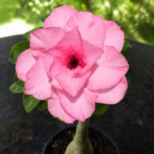 Rosa do Deserto Pathumma