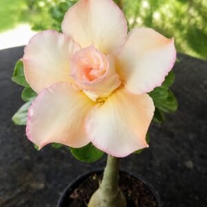 Rosa do Deserto Pérola