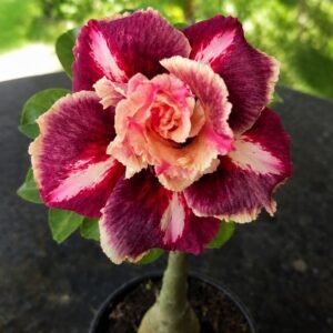 Rosa do Deserto Mei Xiang