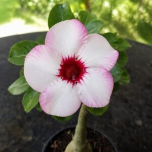Rosa do Deserto Petunia