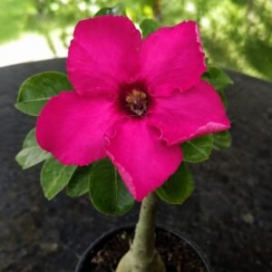 Rosa do Deserto Mana Roa