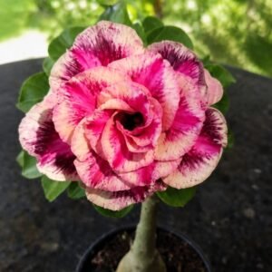 Rosa do Deserto Marigold
