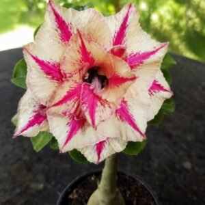 Rosa do Deserto Girassol