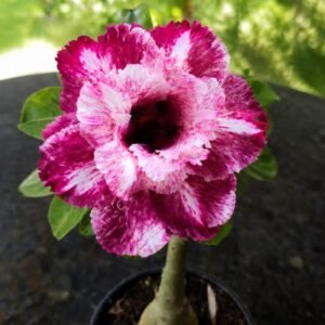 Rosa do Deserto Mei Xiang II