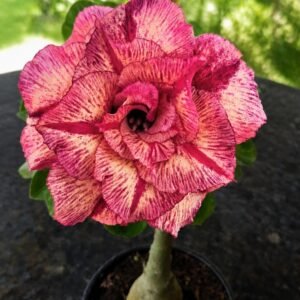 Rosa do Deserto Duquesa