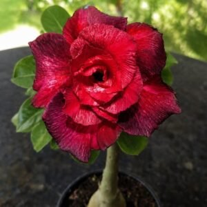 Rosa do Deserto Cibele