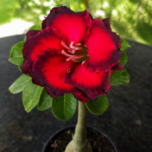 Rosa do Deserto Dragon Bloods