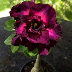 Rosa do Deserto Mirabilis 2