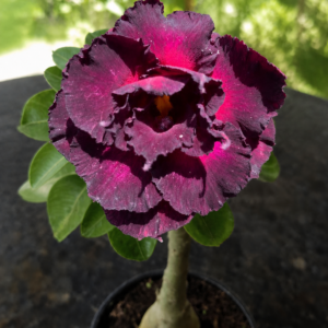 Rosa do Deserto Purple Eyes Roxa