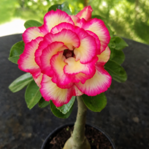 Rosa do Deserto ARM 1