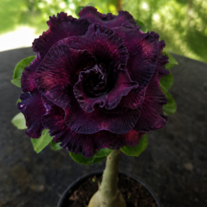 Rosa do Deserto Beauty Witch