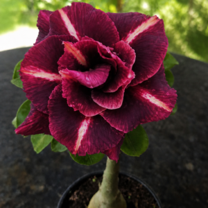 Rosa do Deserto Black Hole