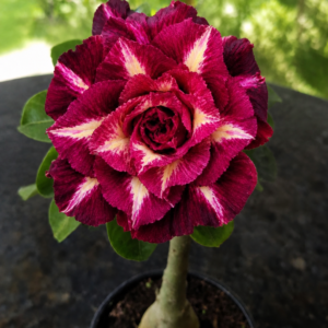 Rosa do Deserto Blossom