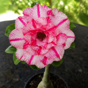 Rosa do Deserto BRD 111