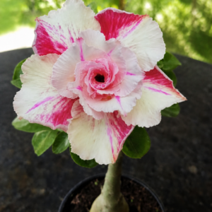Rosa do Deserto Canan 35