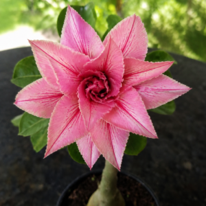 Rosa do Deserto Liberty RC115