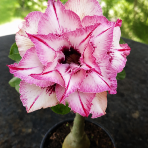 Rosa do Deserto Lily