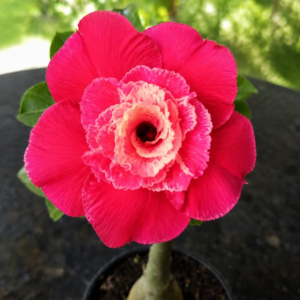 Rosa do Deserto LM 913