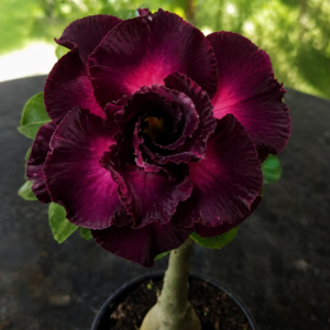 Rosa do Deserto Mirabilis 2