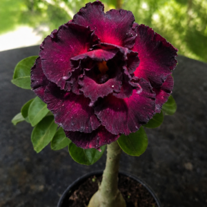 Rosa do Deserto Purple Eyes Roxa