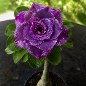 Rosa do Deserto MR 44
