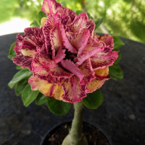 Rosa do Deserto Triple Wish III