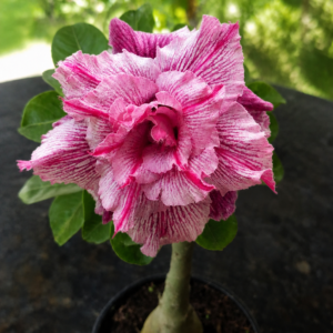 Rosa do Deserto Ultra Violet